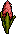 Red Hyacinth