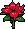 Poinsetta
